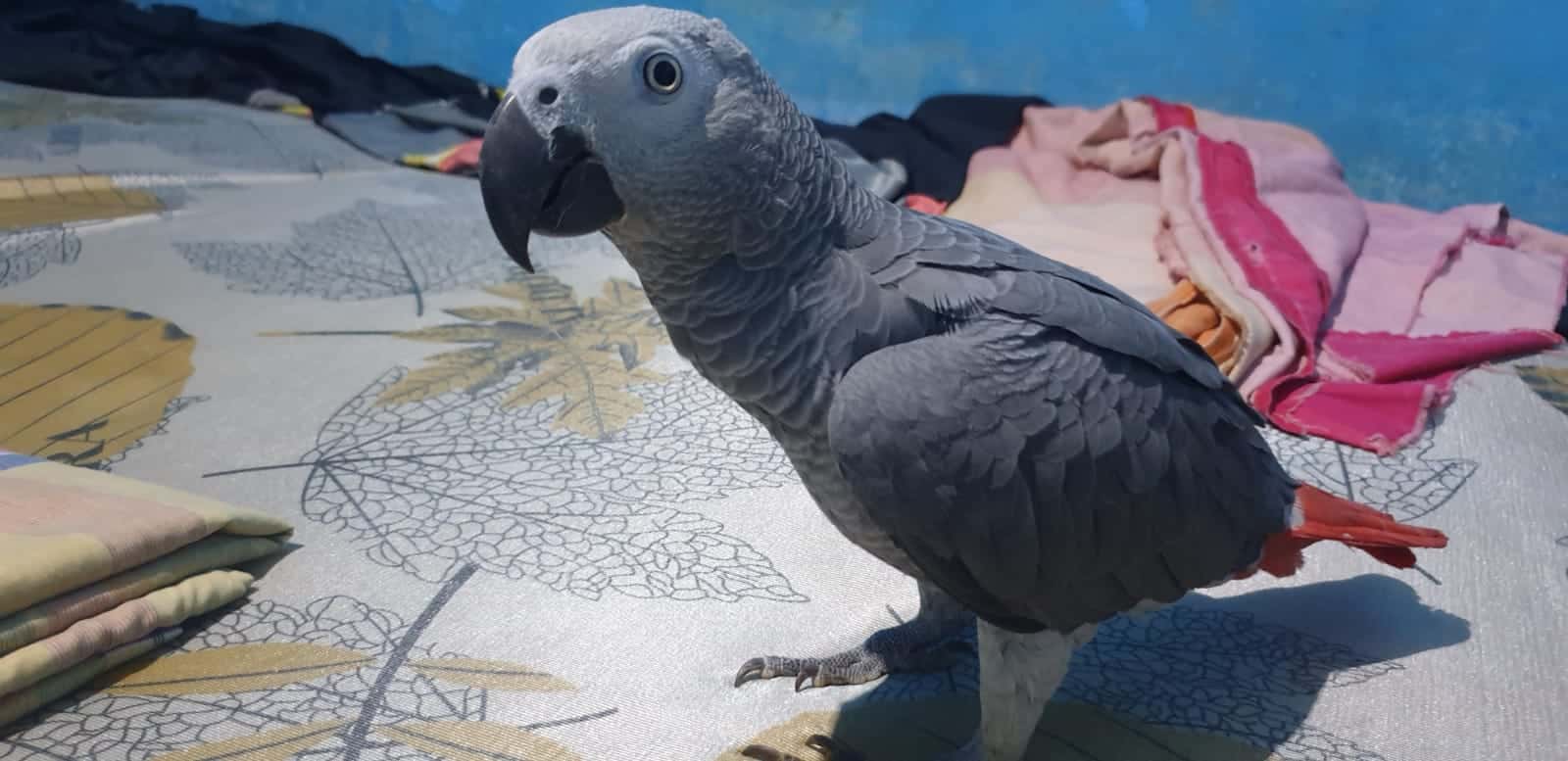Hand Reared Female African Grey Parrot