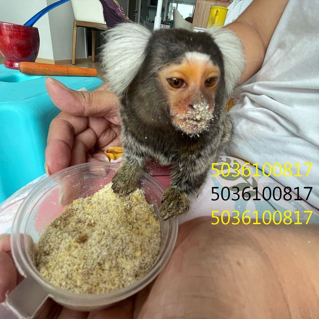 Hand Raised male & female Marmoset monkeys for sale