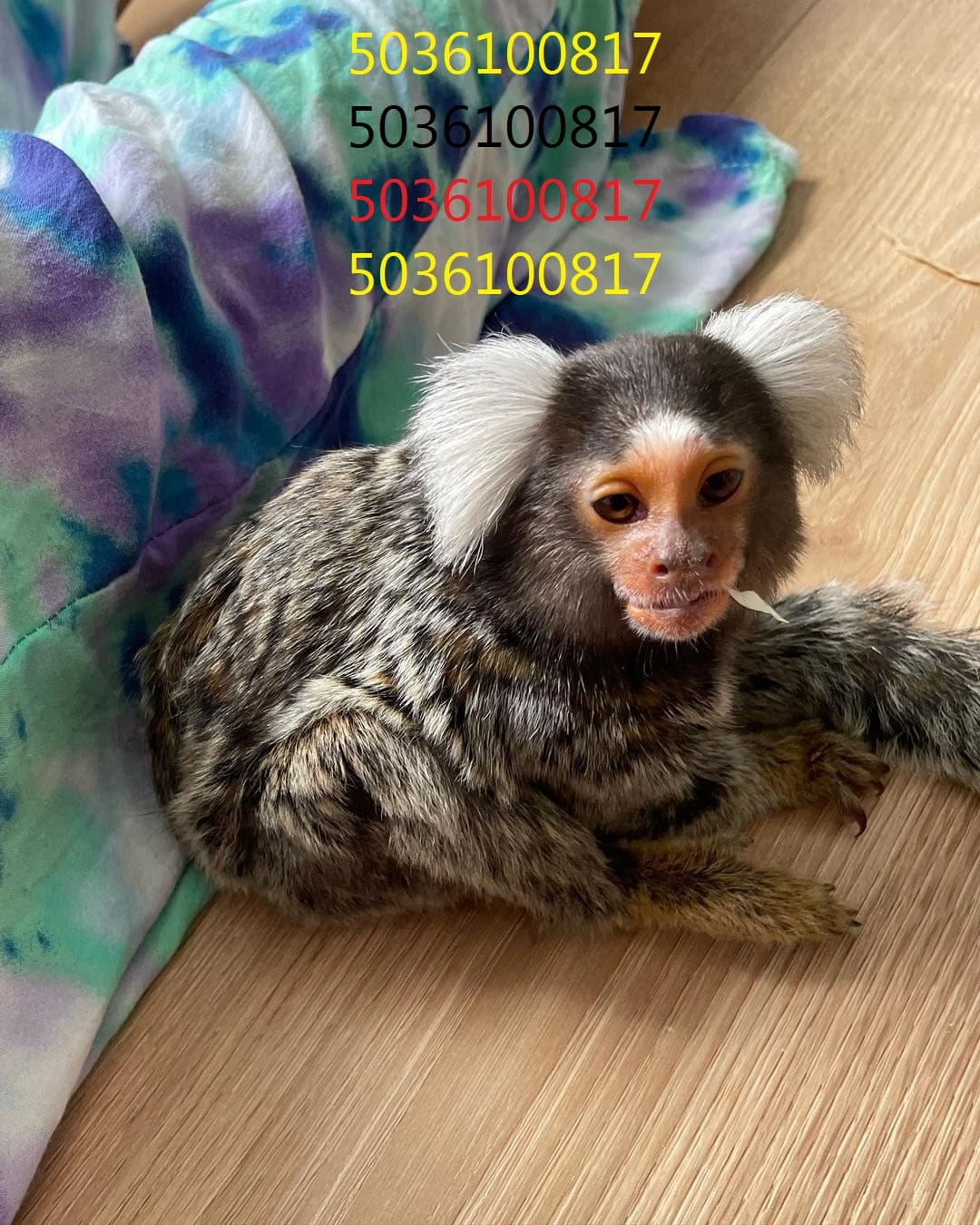 Hand Raised male & female Marmoset monkeys for sale
