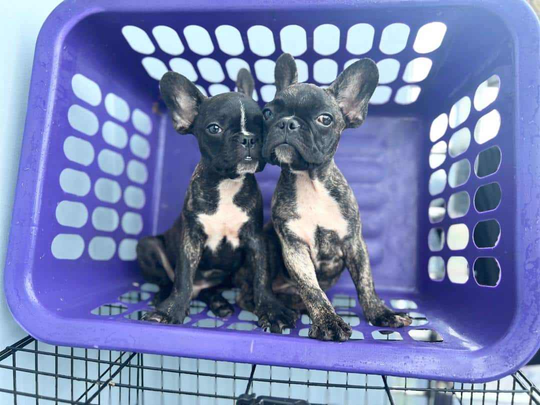 Two French bulldogs