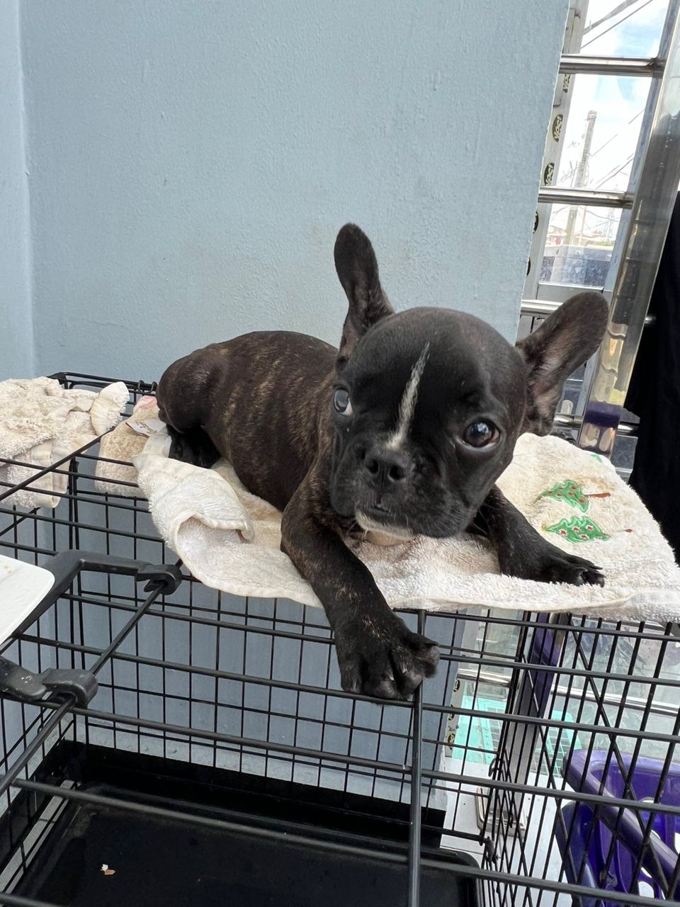 Two French bulldogs