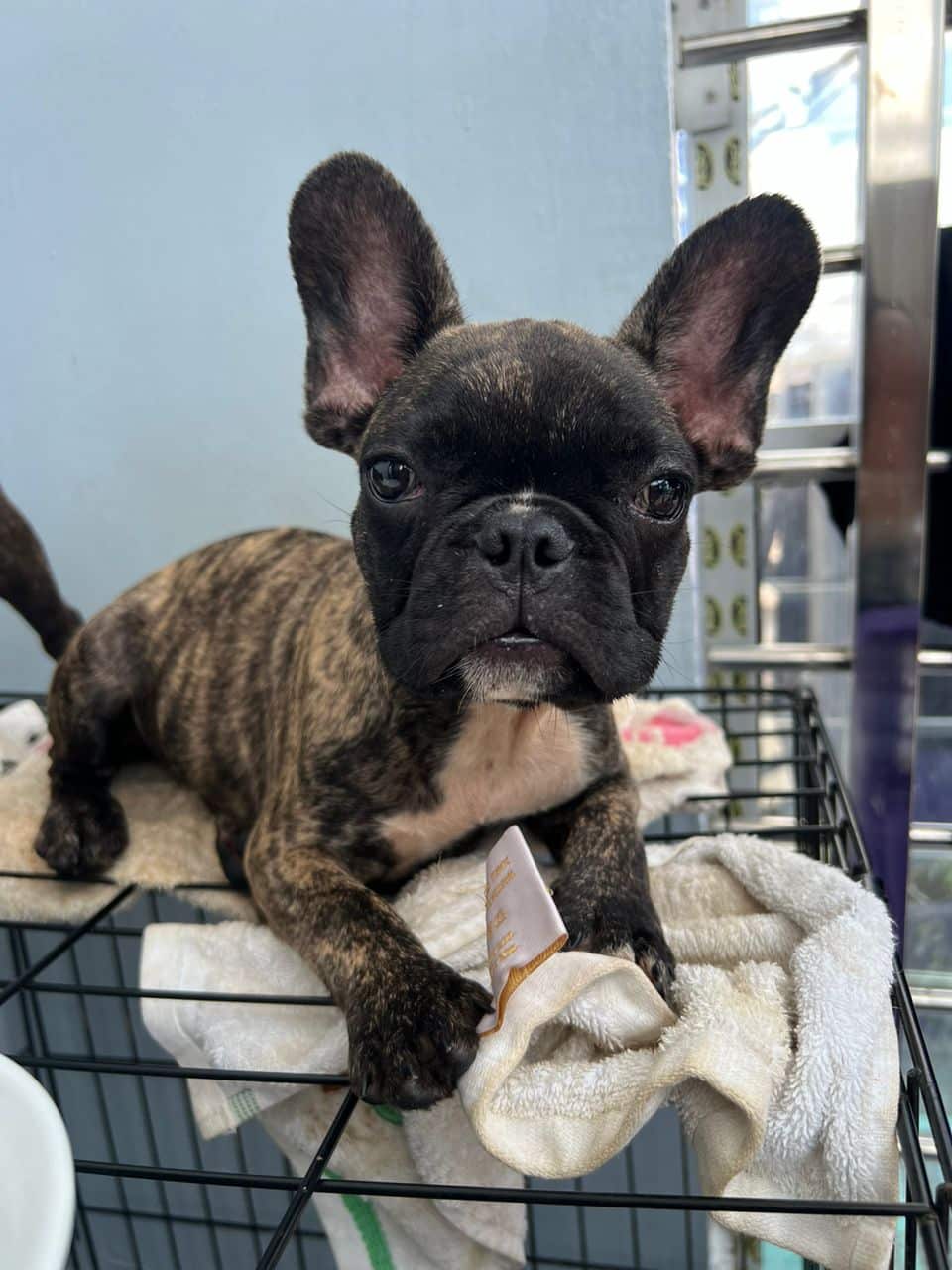 Two French bulldogs