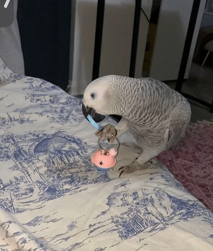 Hand Reared Female African Grey Parrot