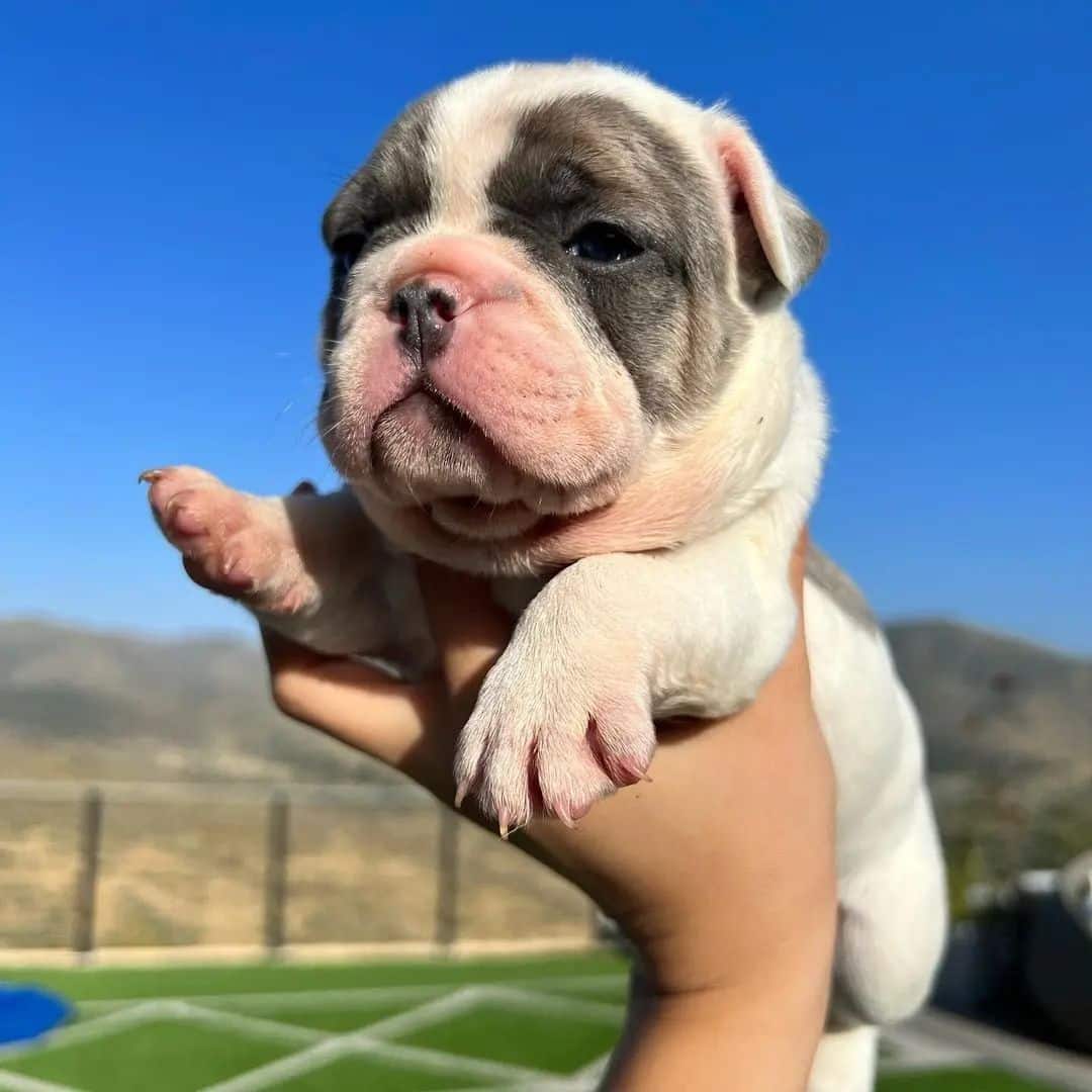 Beautiful French Bulldog Ready