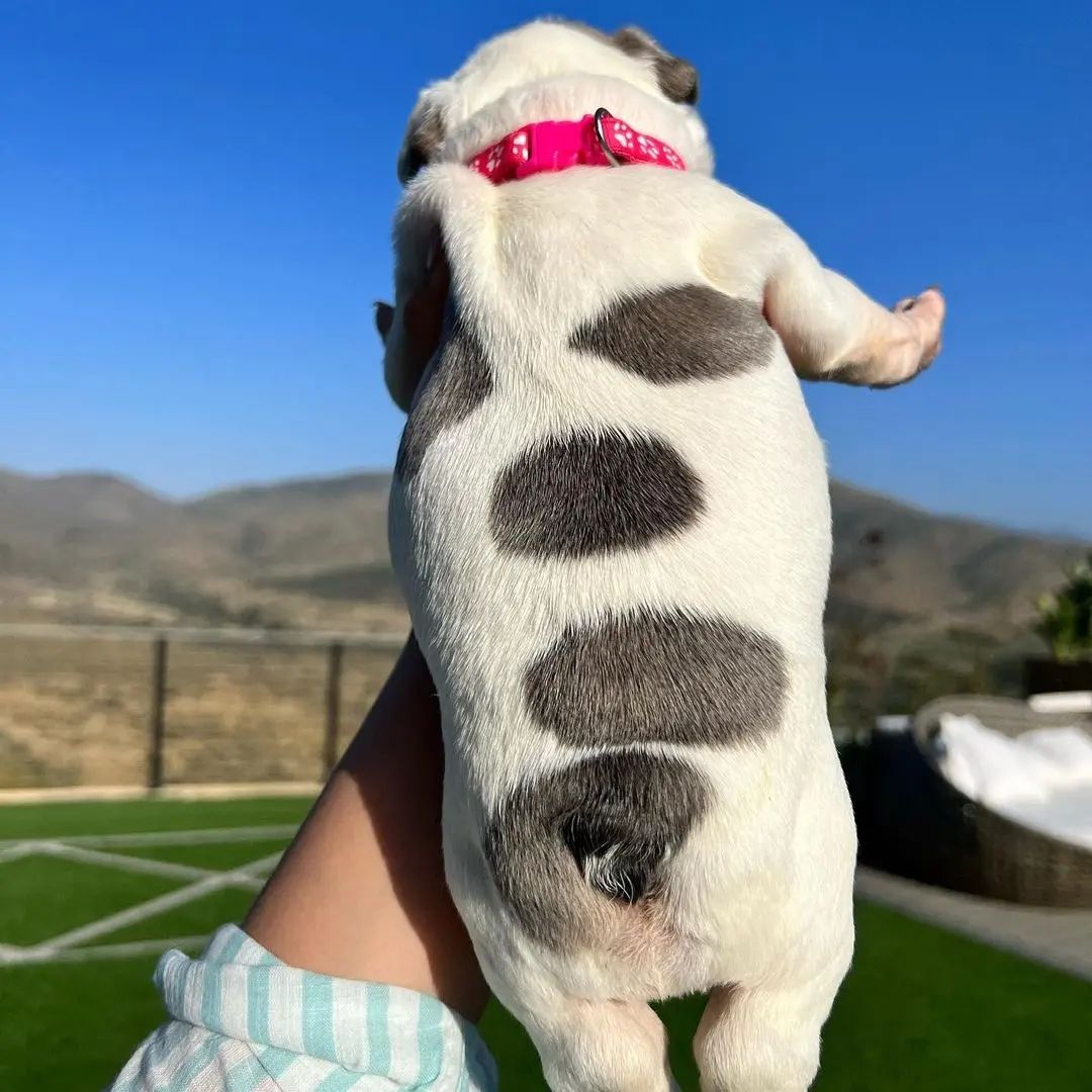 Beautiful French Bulldog Ready