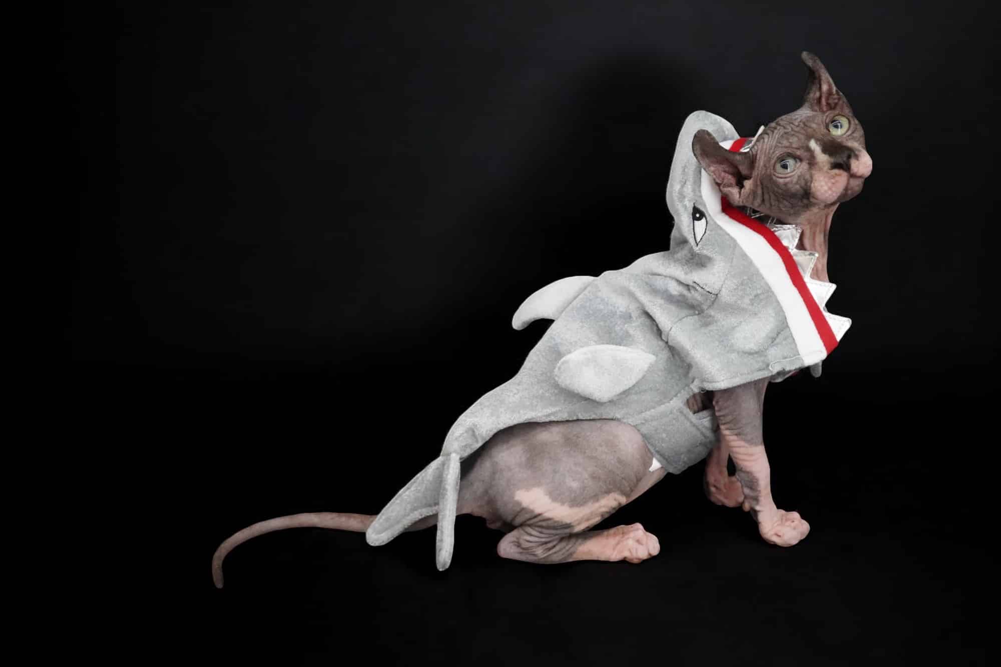Black Elf Sphynx For Sale