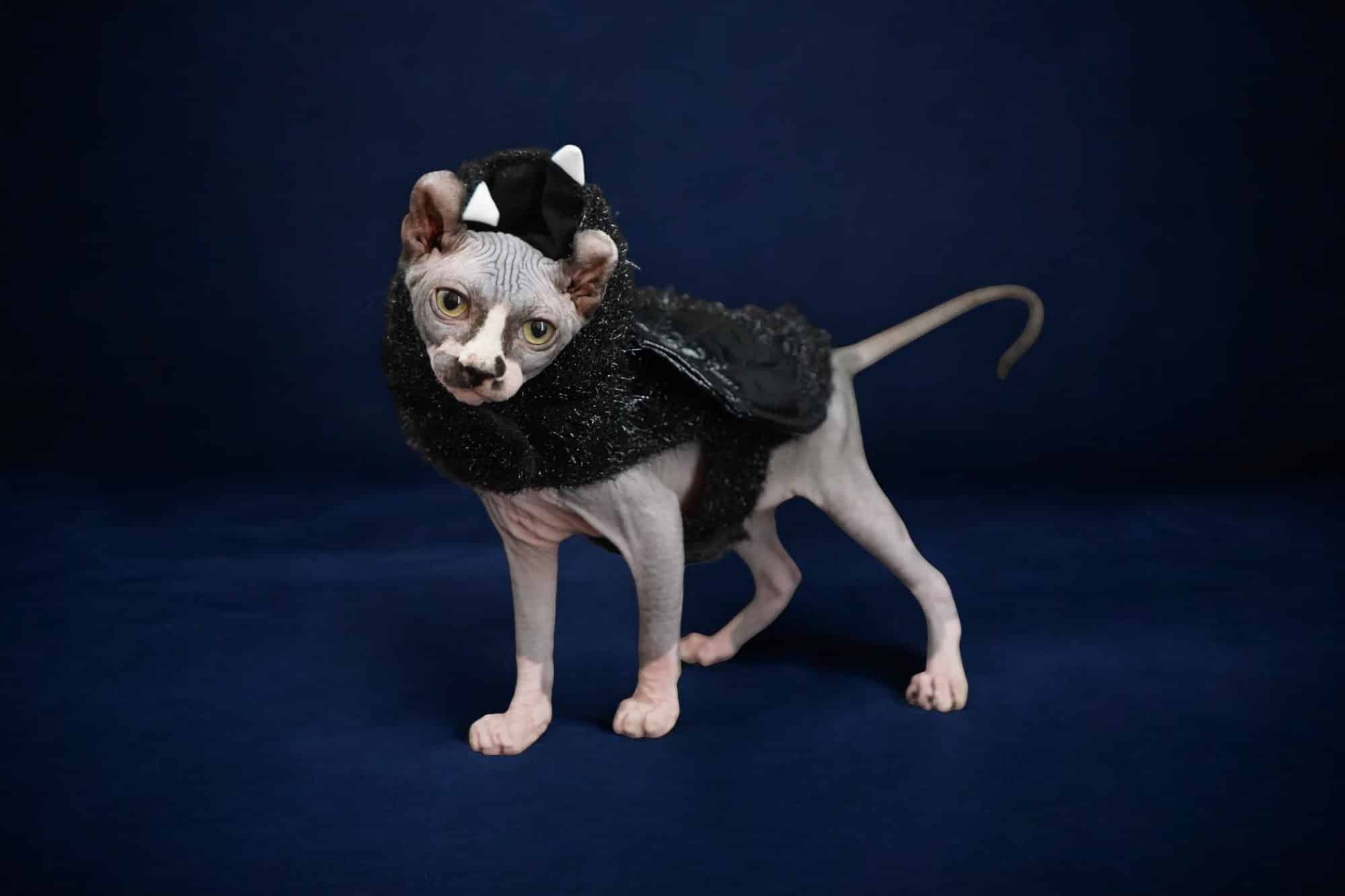 Black Elf Sphynx For Sale
