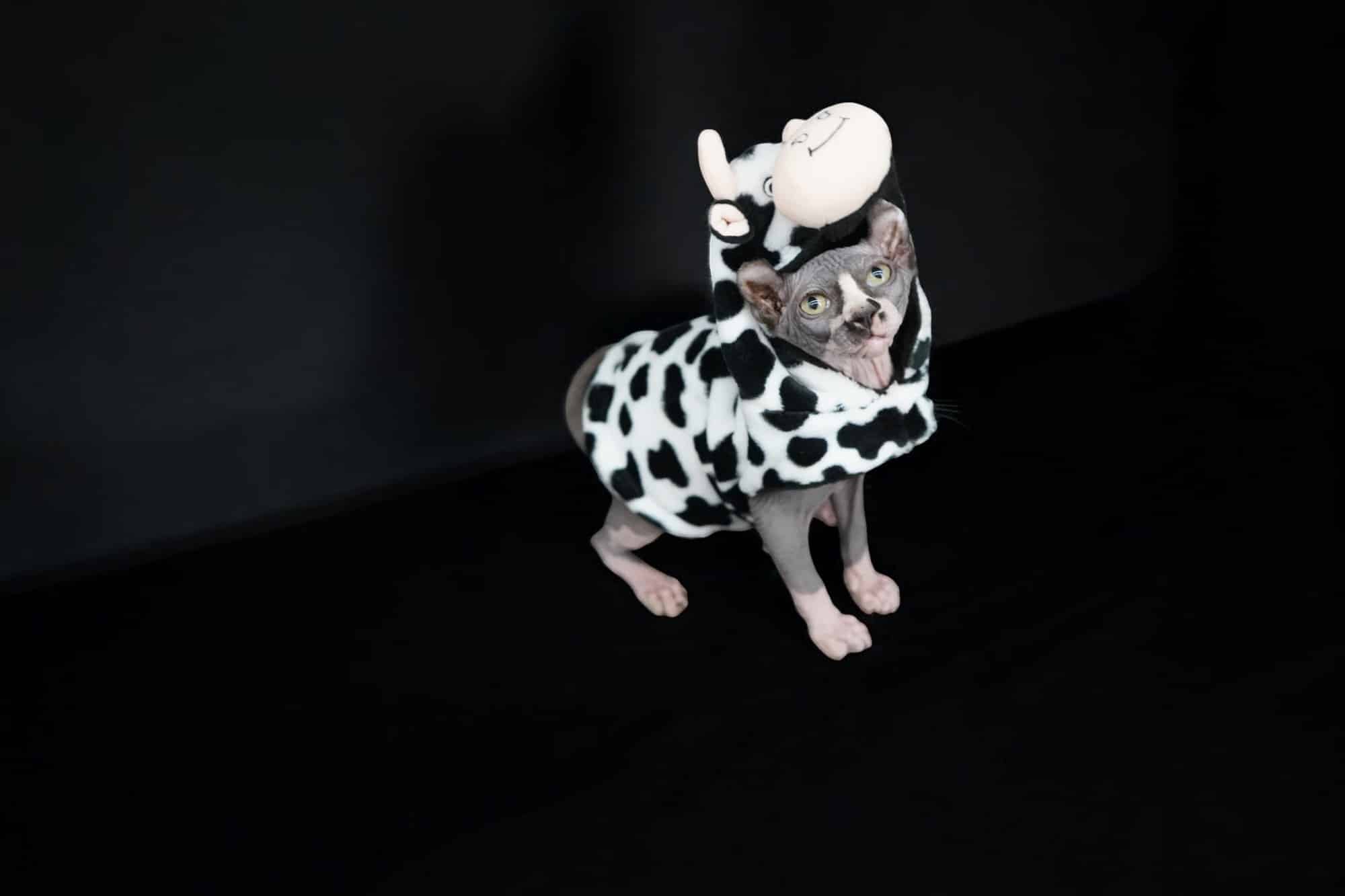 Black Elf Sphynx For Sale