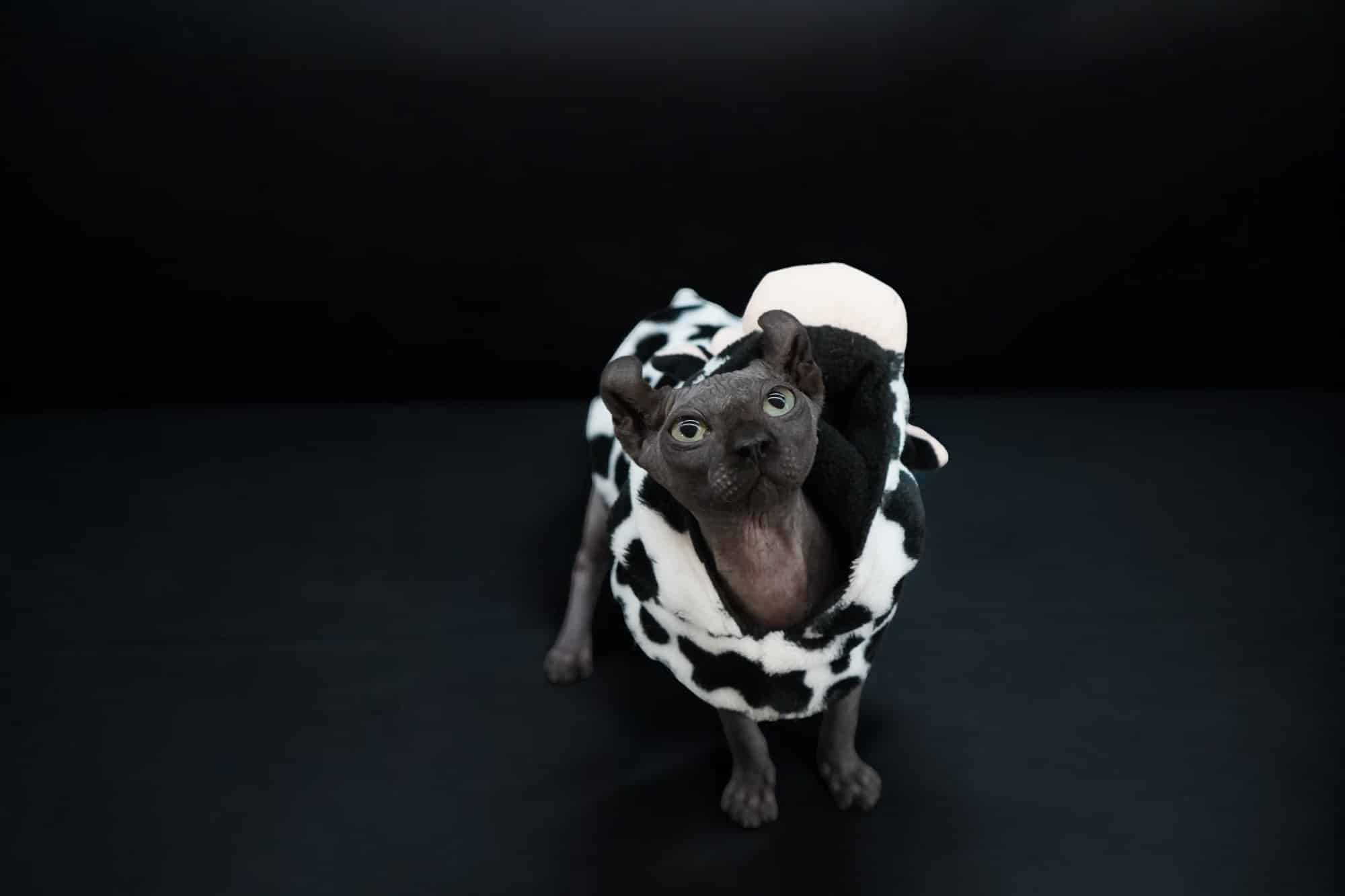 Black Elf Sphynx For Sale