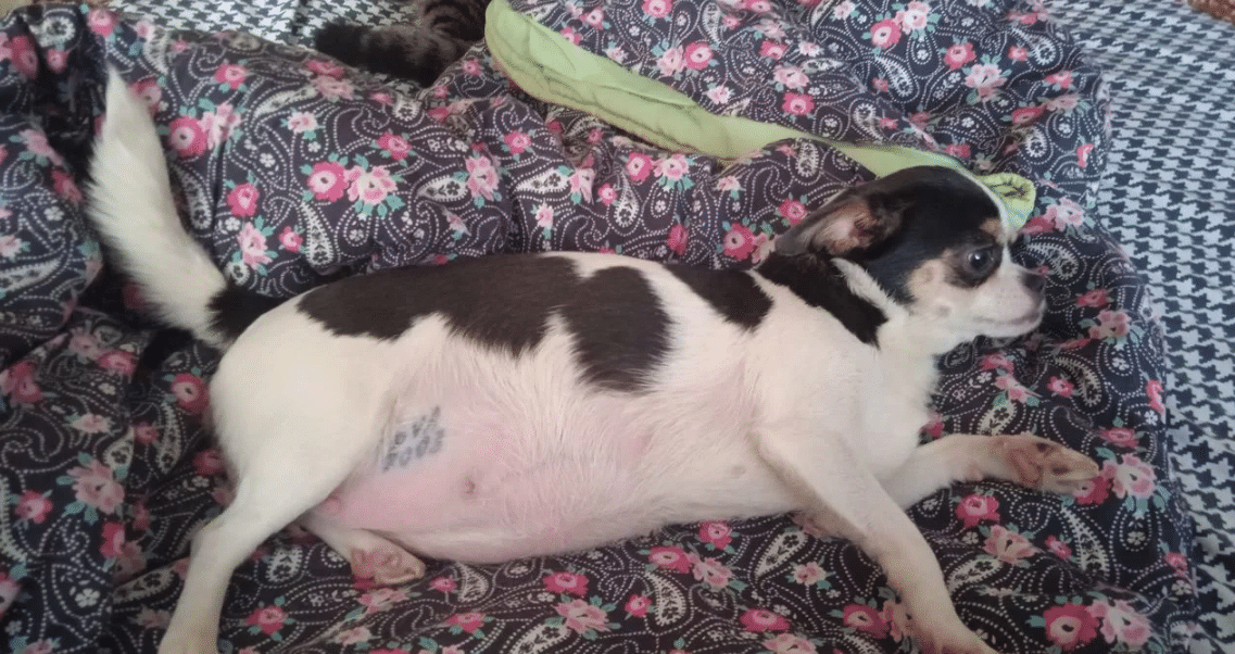 Free Chihuahua puppies