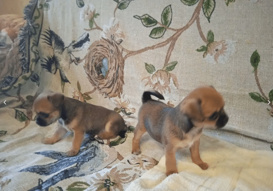 Free Chihuahua puppies