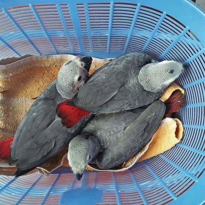 African grey parrots for sale