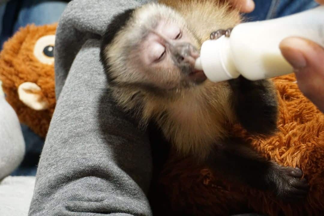 lovely baby Capuchin Monkeys