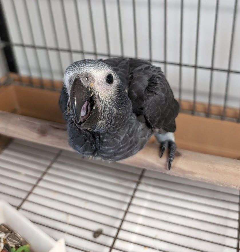 African grey parrots For Adoption