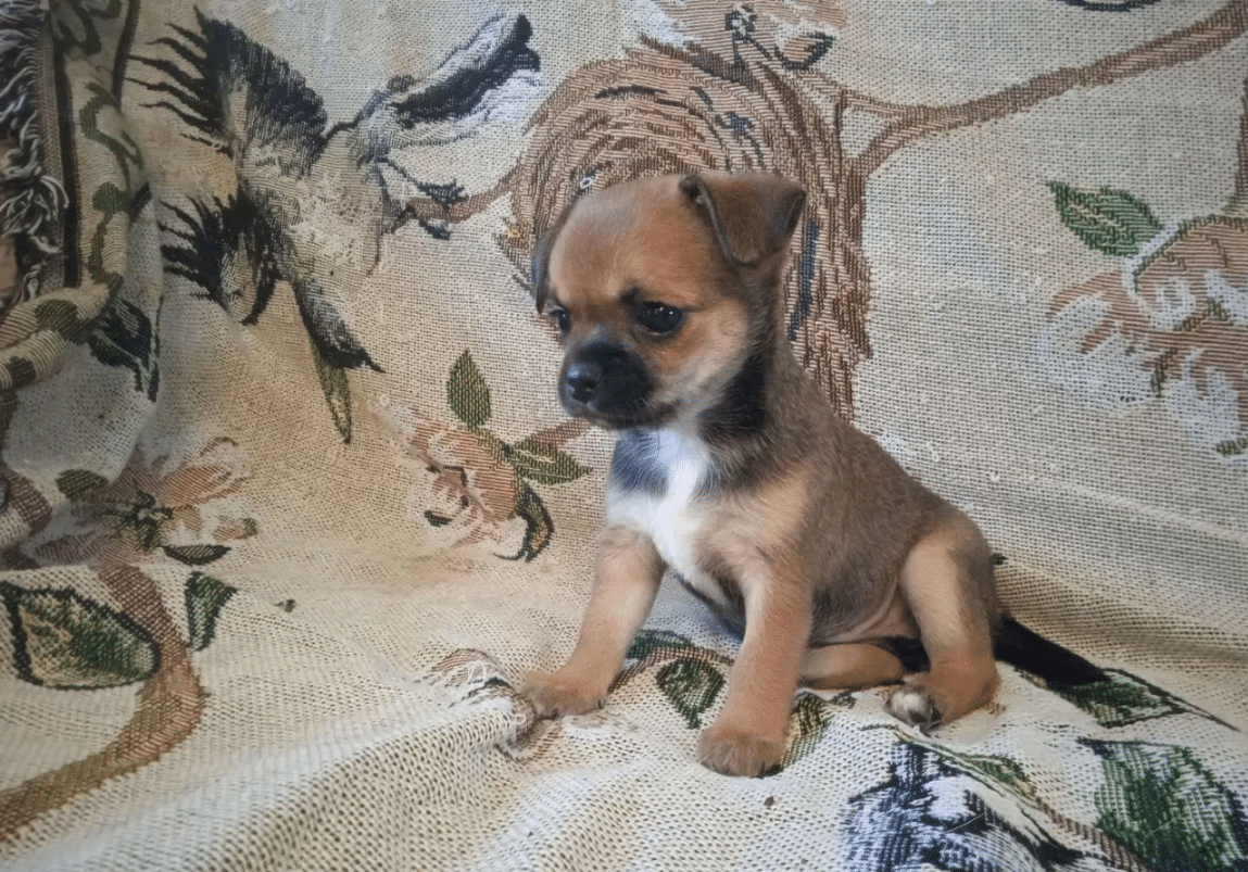 Free Chihuahua puppies