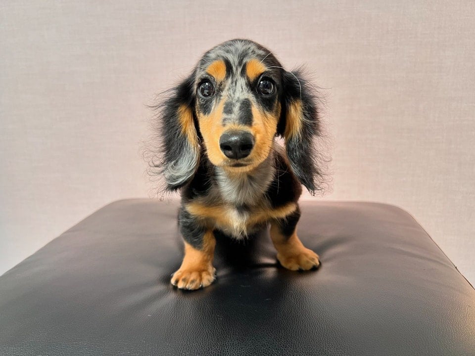 Dachshund Puppies For Adoption and Rehoming