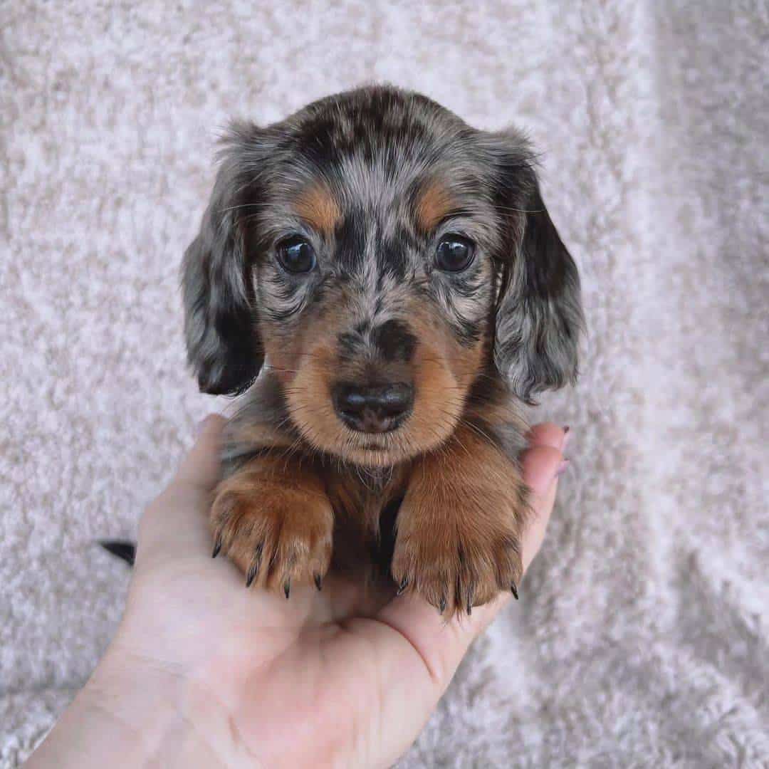 Dachshund Puppies For Adoption and Rehoming
