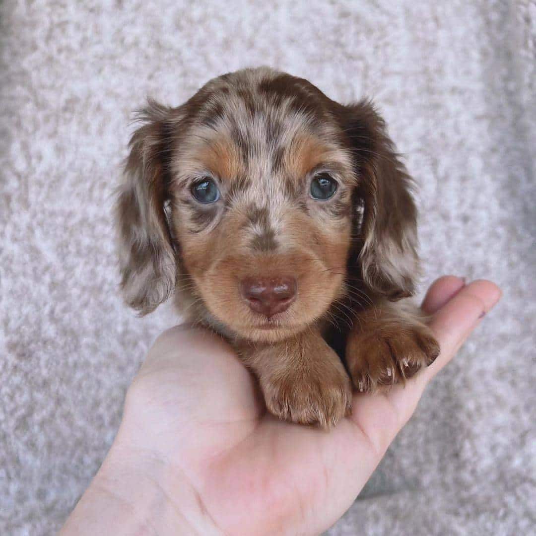 Dachshund Puppies For Adoption and Rehoming