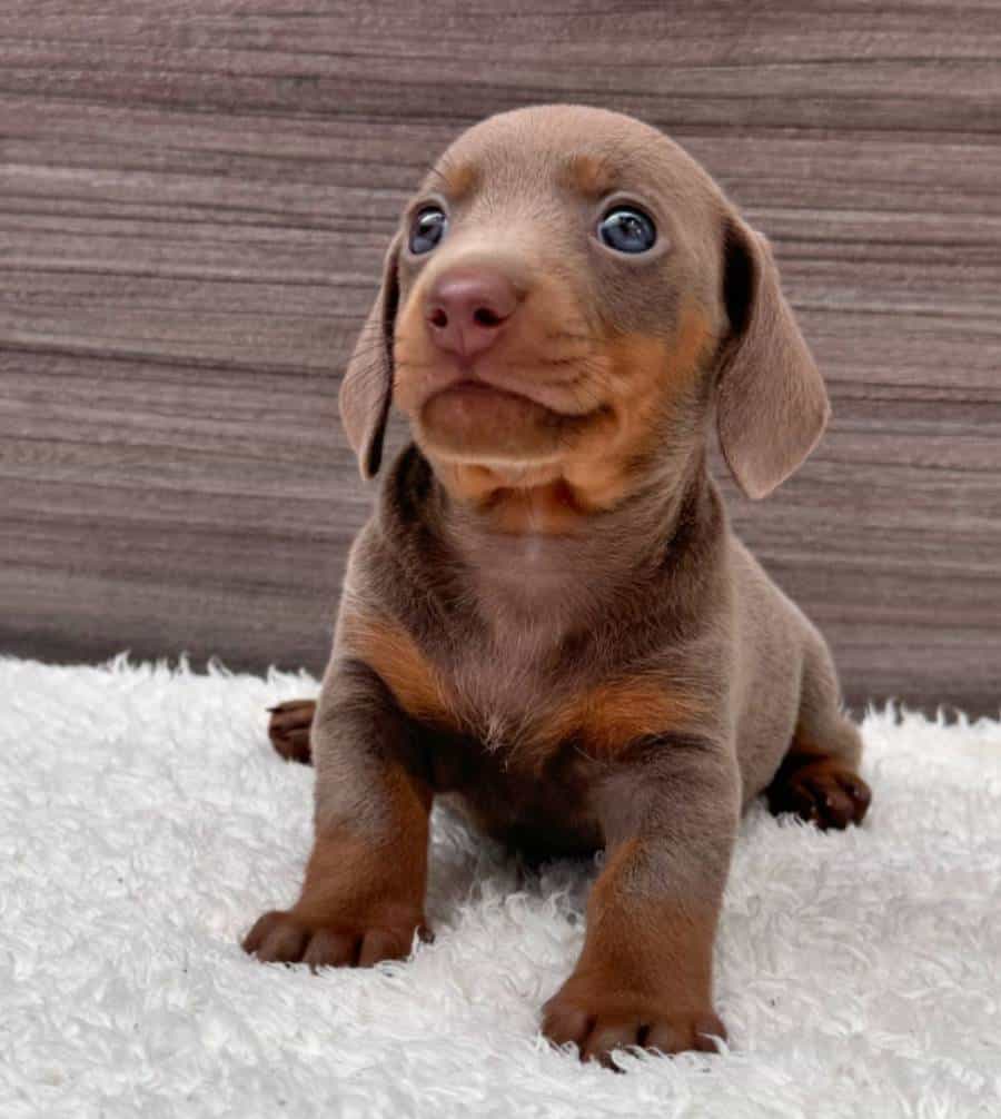 Male and Female Dachshund Puppies For Adoption and Rehoming