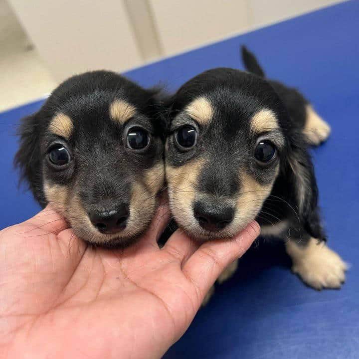 Dachshund Puppies For Adoption and Rehoming