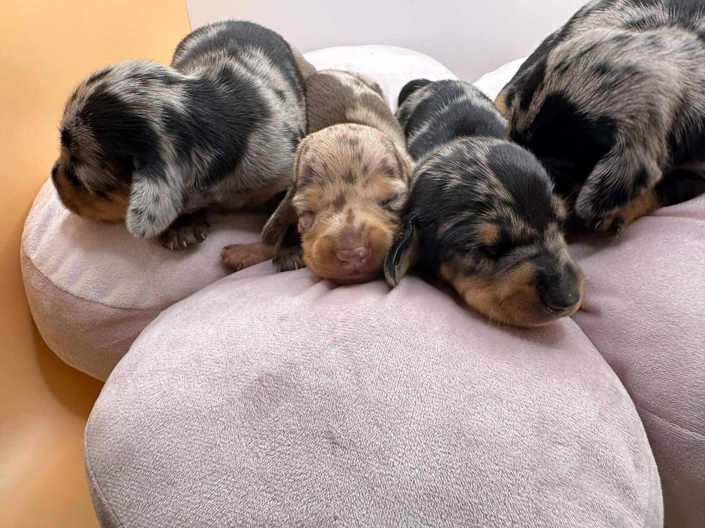 Male and Female Dachshund Puppies For Adoption and Rehoming
