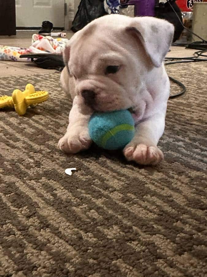 !!Cute English Bulldog Puppies