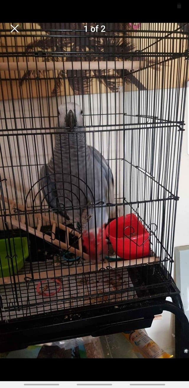 African Grey Parrots +14695731326