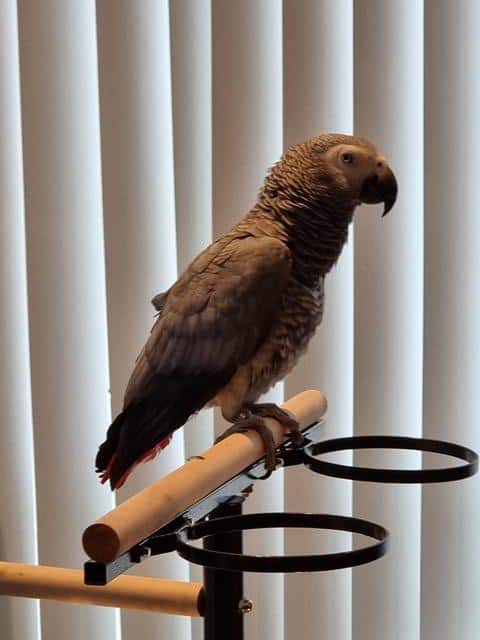 African Grey Parrots +14695731326