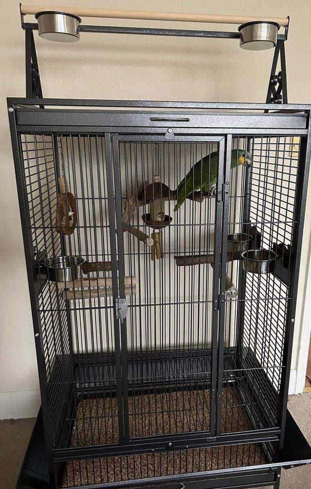 African Grey Parrots +14695731326
