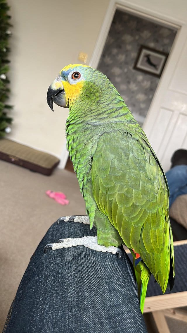African Grey Parrots +14695731326