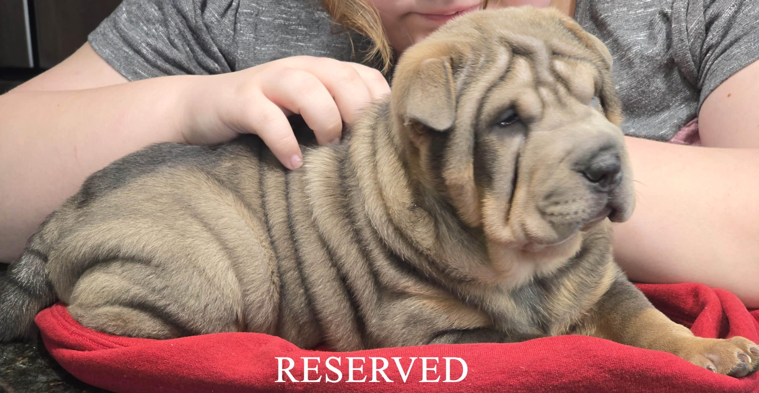 Shar Pei Puppy