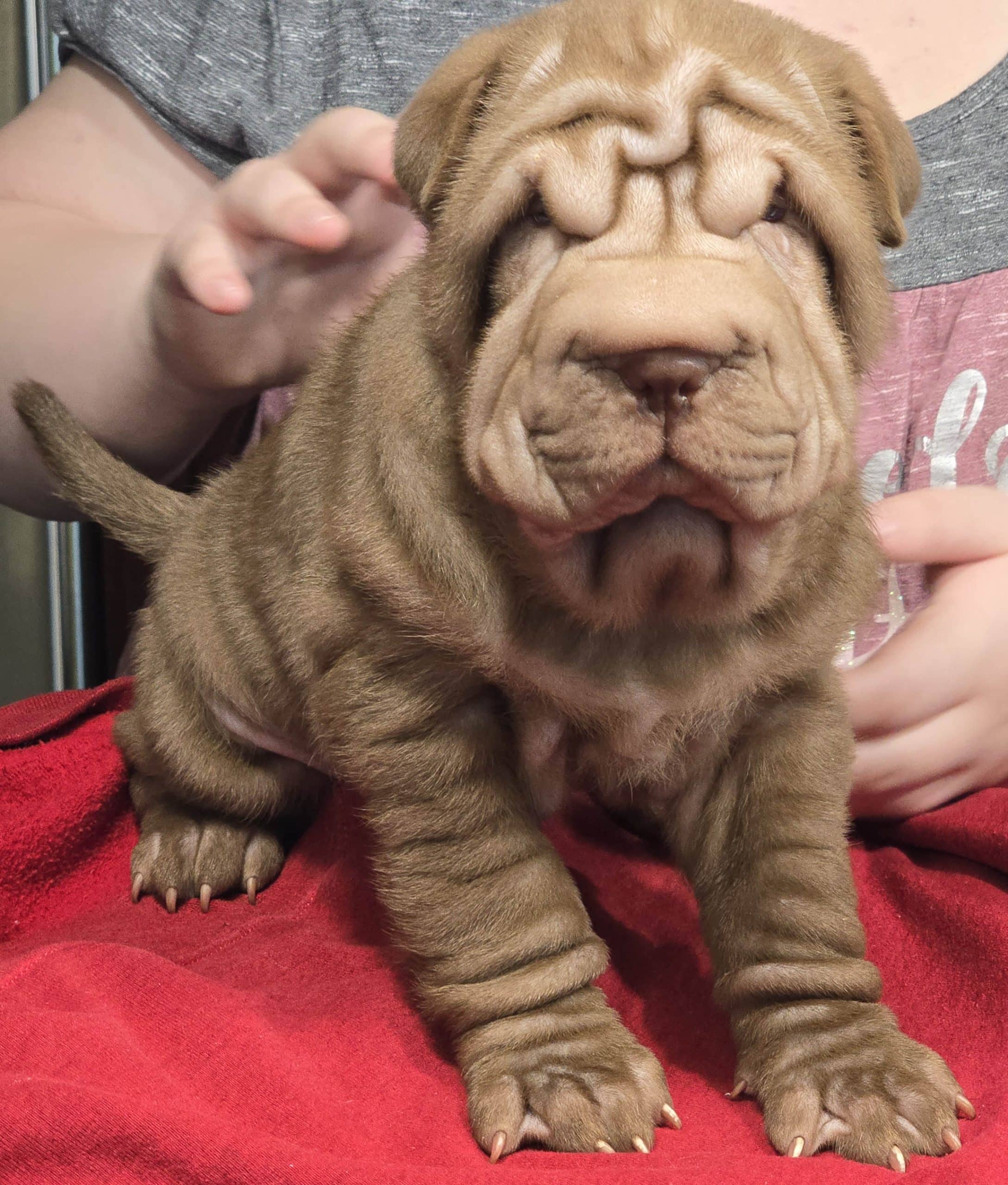 Shar Pei Puppy