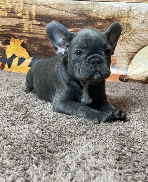 Beautiful, Family-Raised, AKC registered English Bulldog puppies