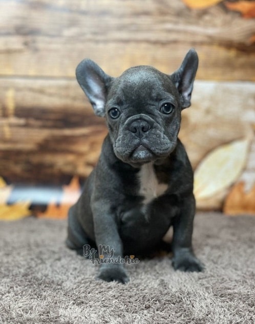 Beautiful, Family-Raised, AKC registered English Bulldog puppies