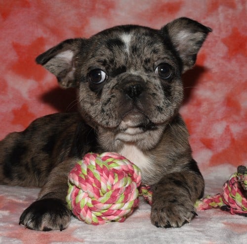 Beautiful, Family-Raised, AKC registered English Bulldog puppies