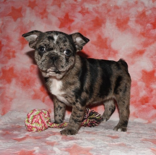 Beautiful, Family-Raised, AKC registered English Bulldog puppies
