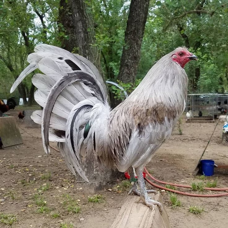 Game fowl for sale