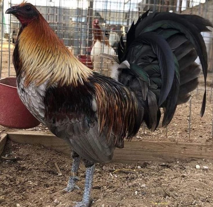 Game fowl for sale