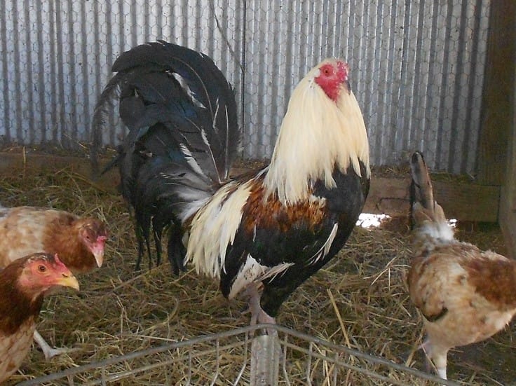 Game fowl for sale