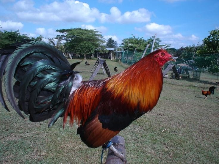 Game fowl for sale