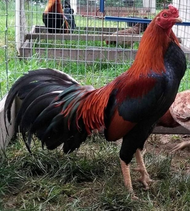 Cockatoo