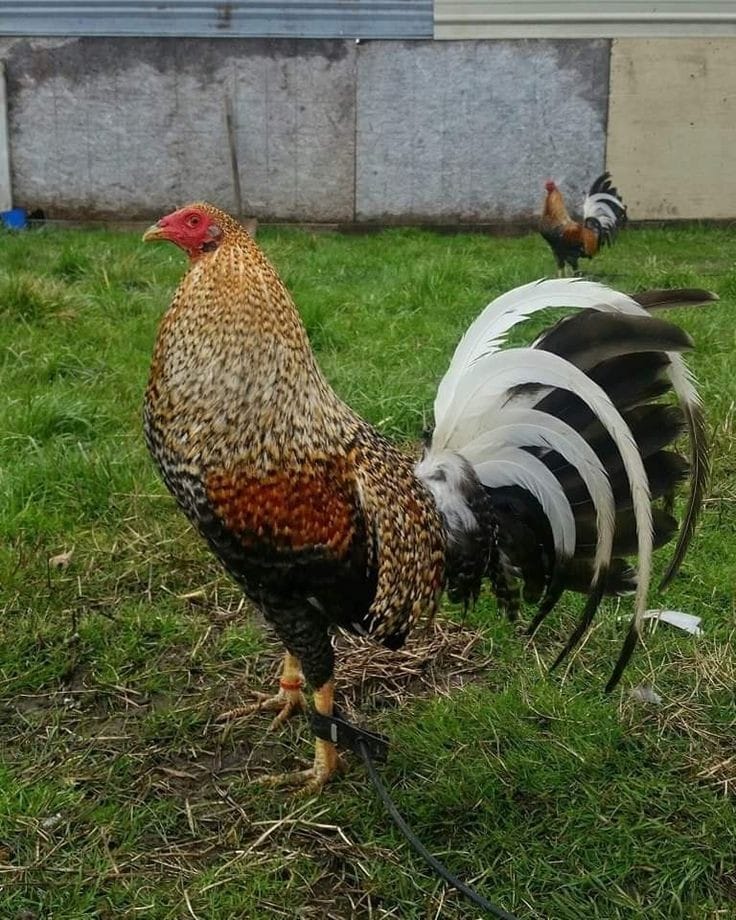 Game fowl for sale