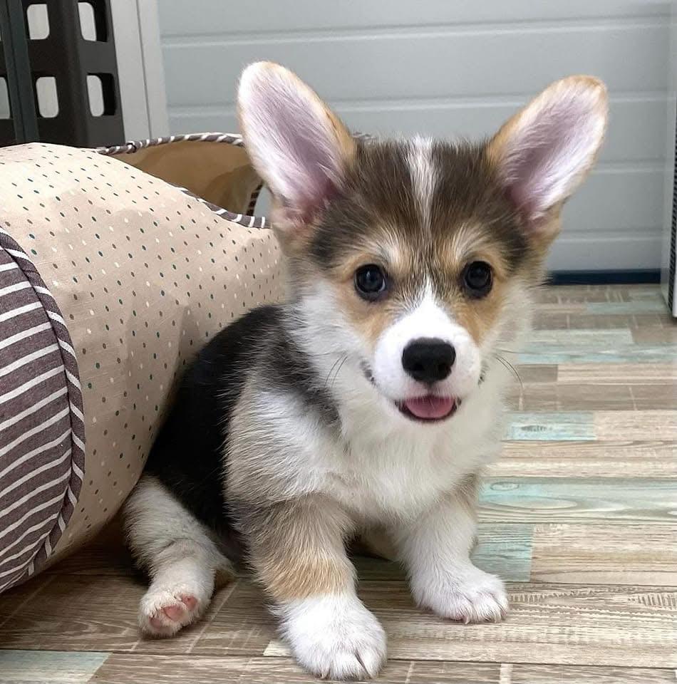 Corgi pupy
