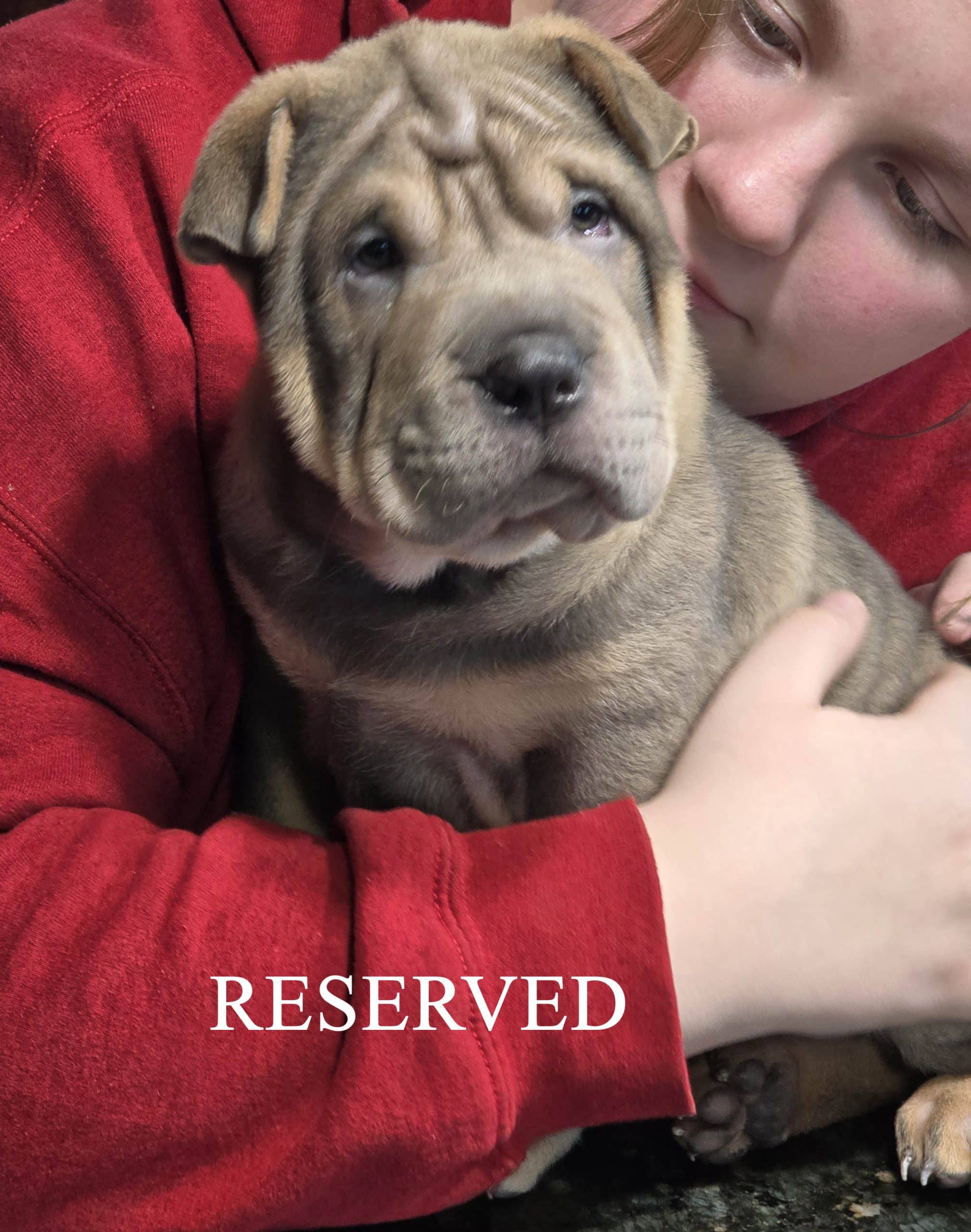Shar Pei Puppy