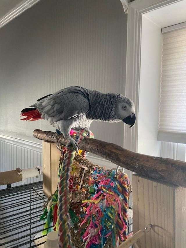 Lovely African greys parrots available