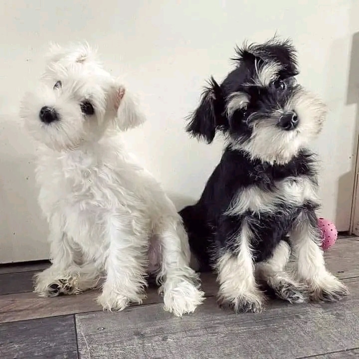 Buy Teacup schnauzers puppies for adoption