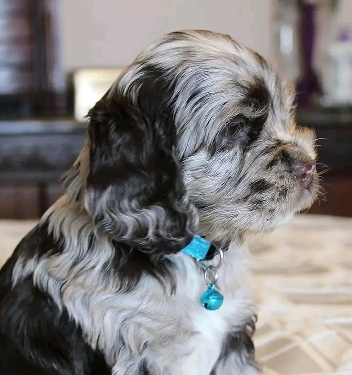 Buy Teacup schnauzers puppies for adoption