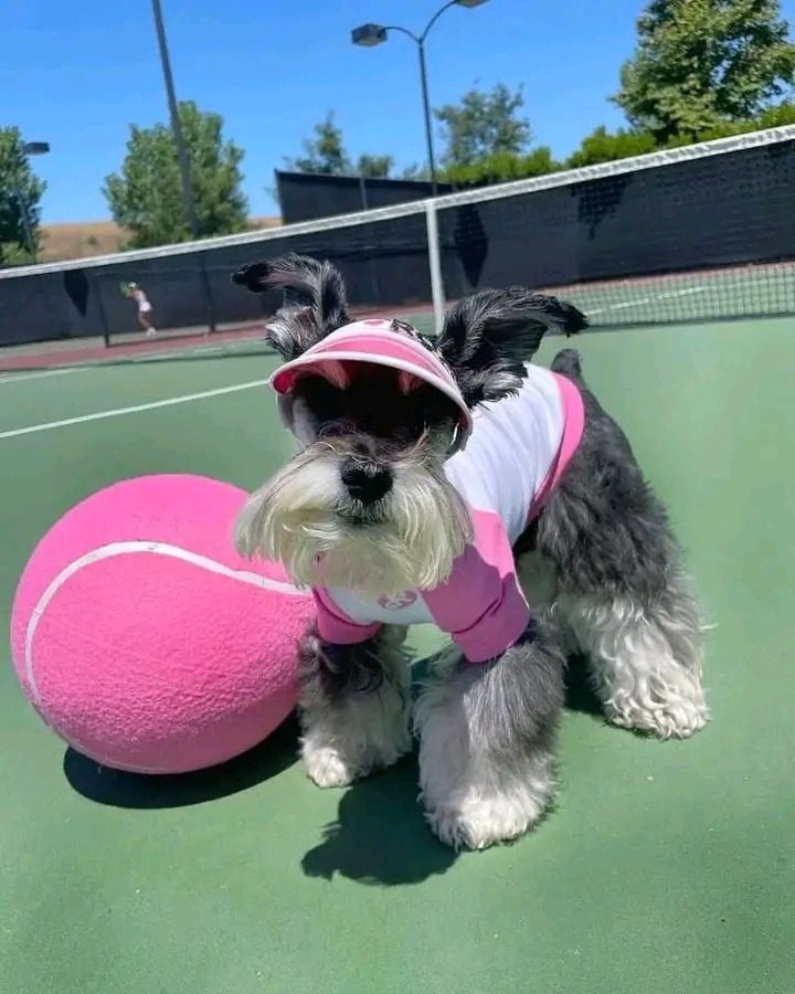 Teacup schnauzers puppies for adoption