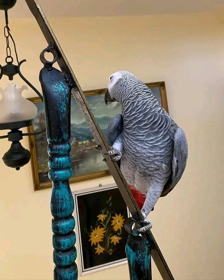 African grey parrots For Adoption