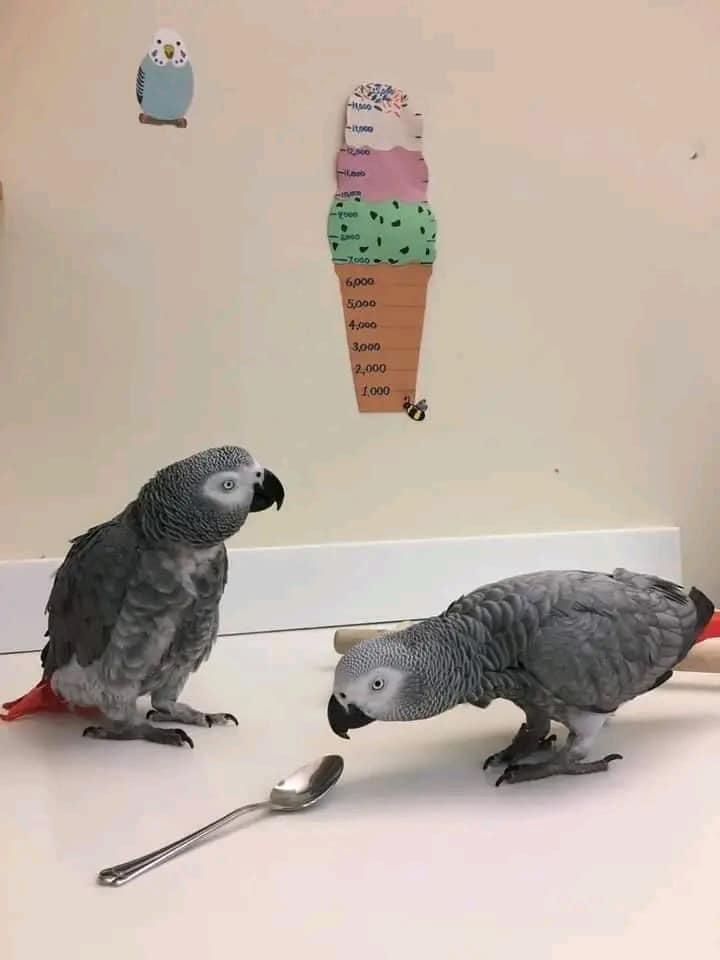 Small parrots for sale near me